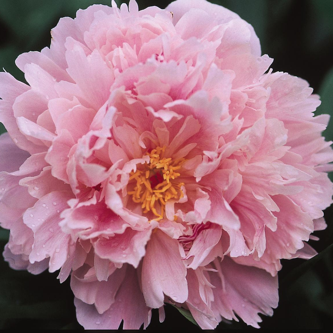 Peony Sarah Bernhardt - Peony Bulbs