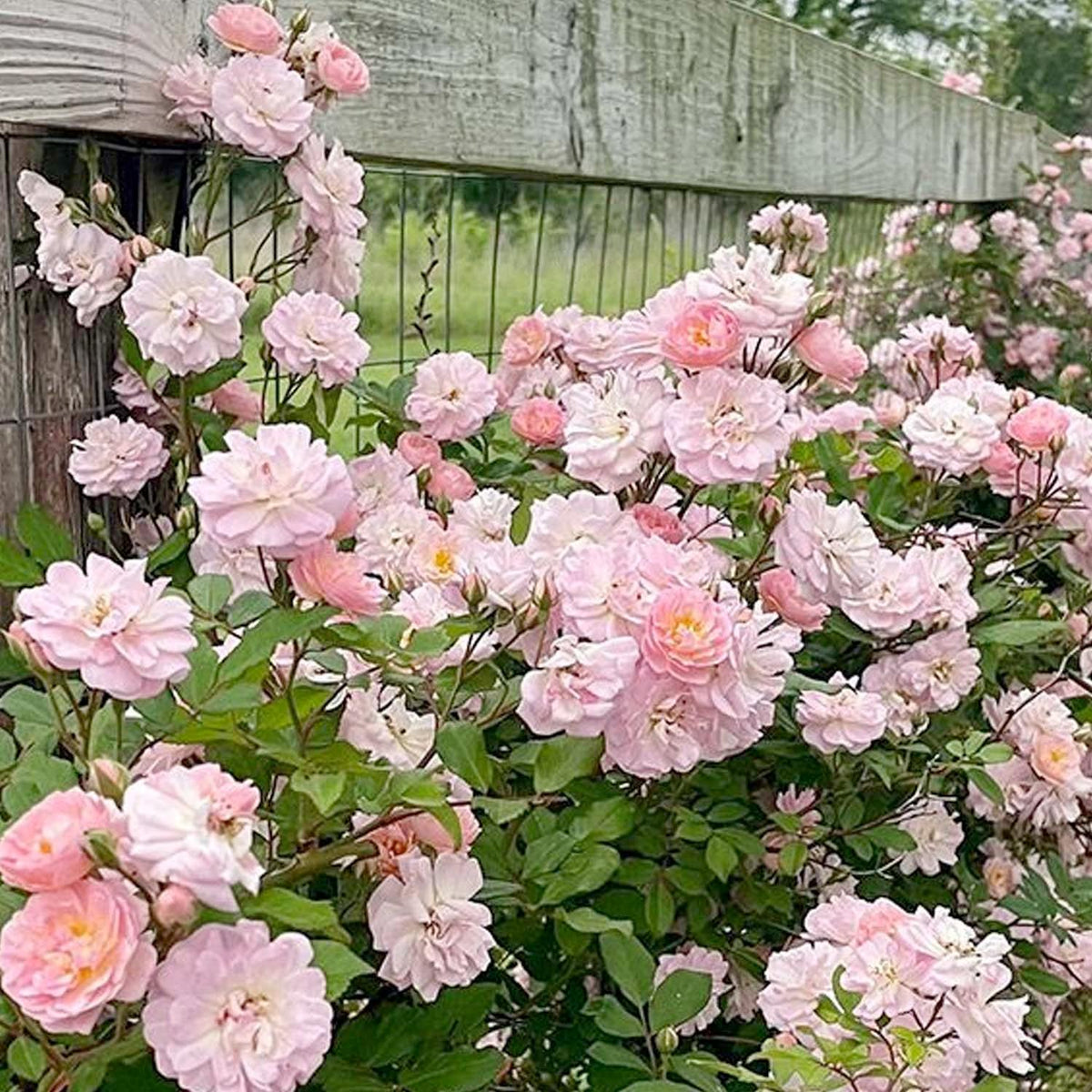 Perfume Breeze™ Climbing Potted Rose
