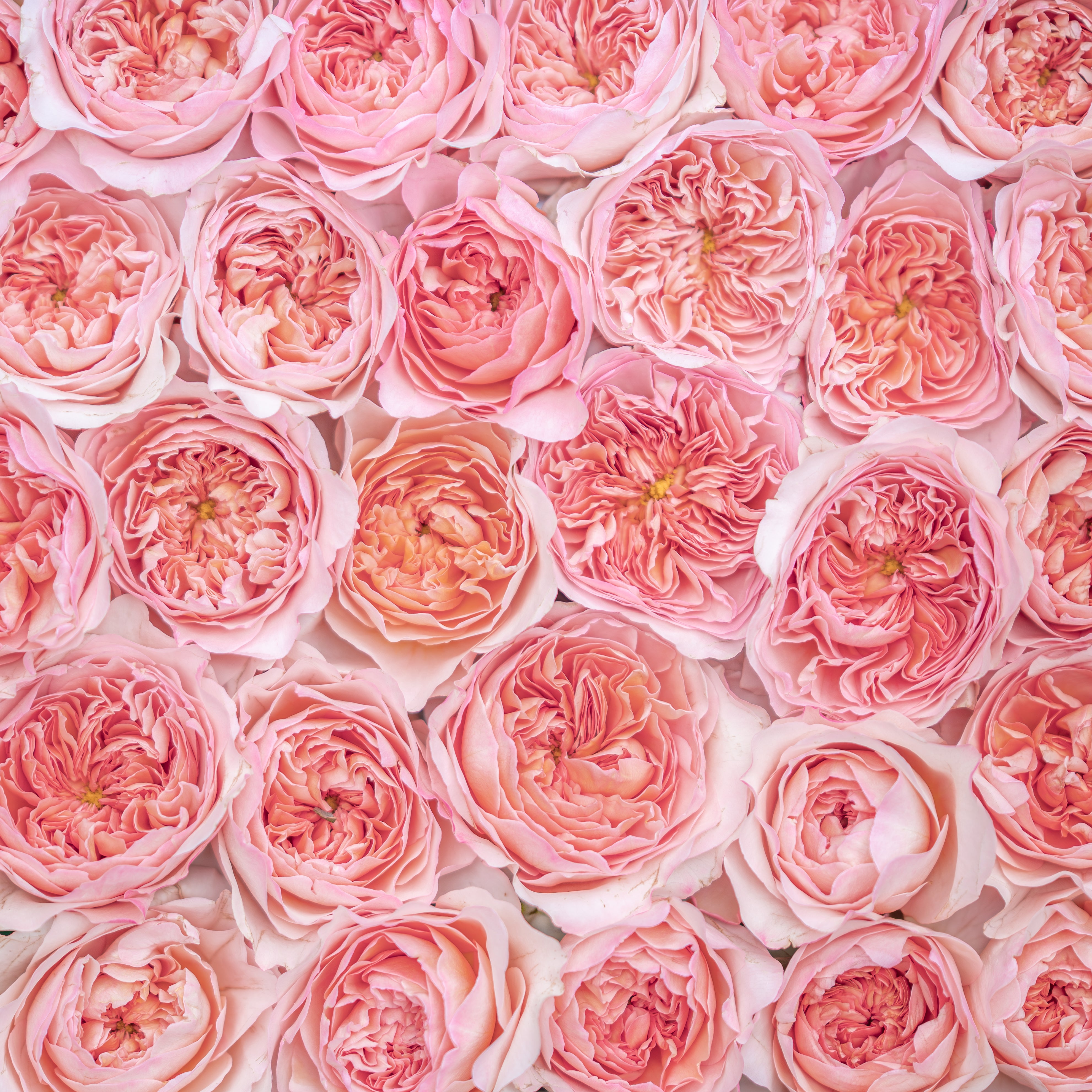 Phoebe™ Special Bouquet