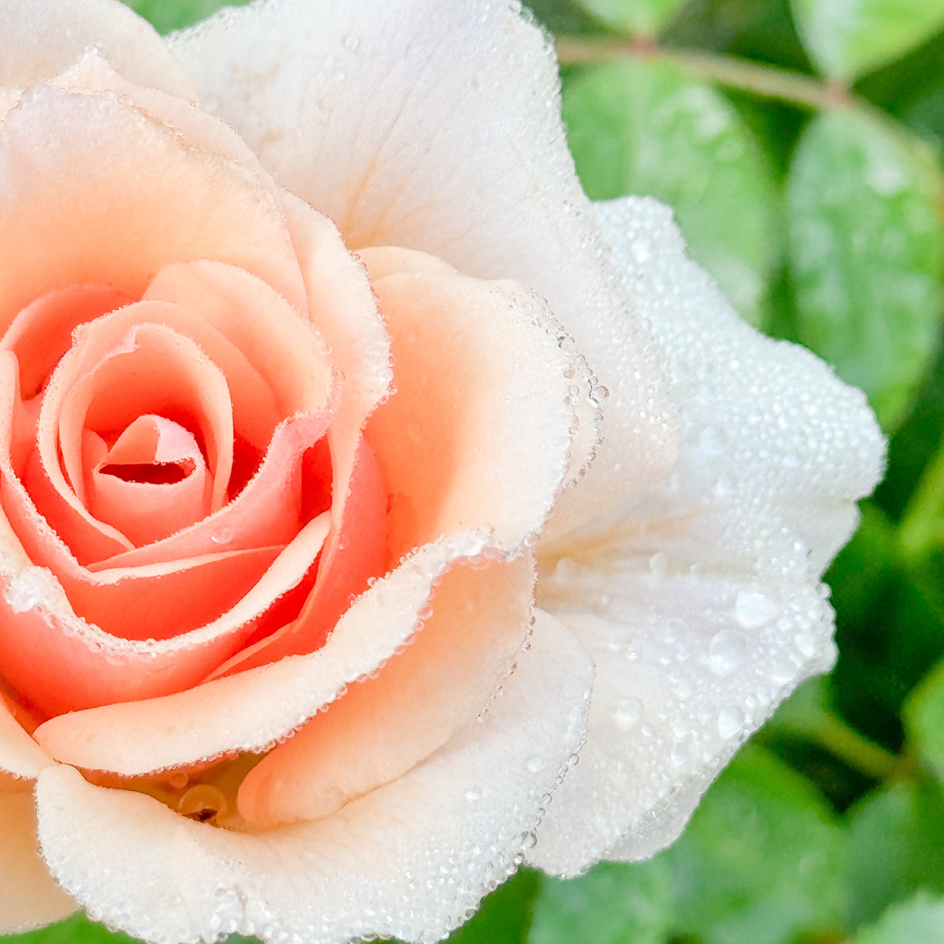 Mother of Pearl® Bare Root Rose Bush