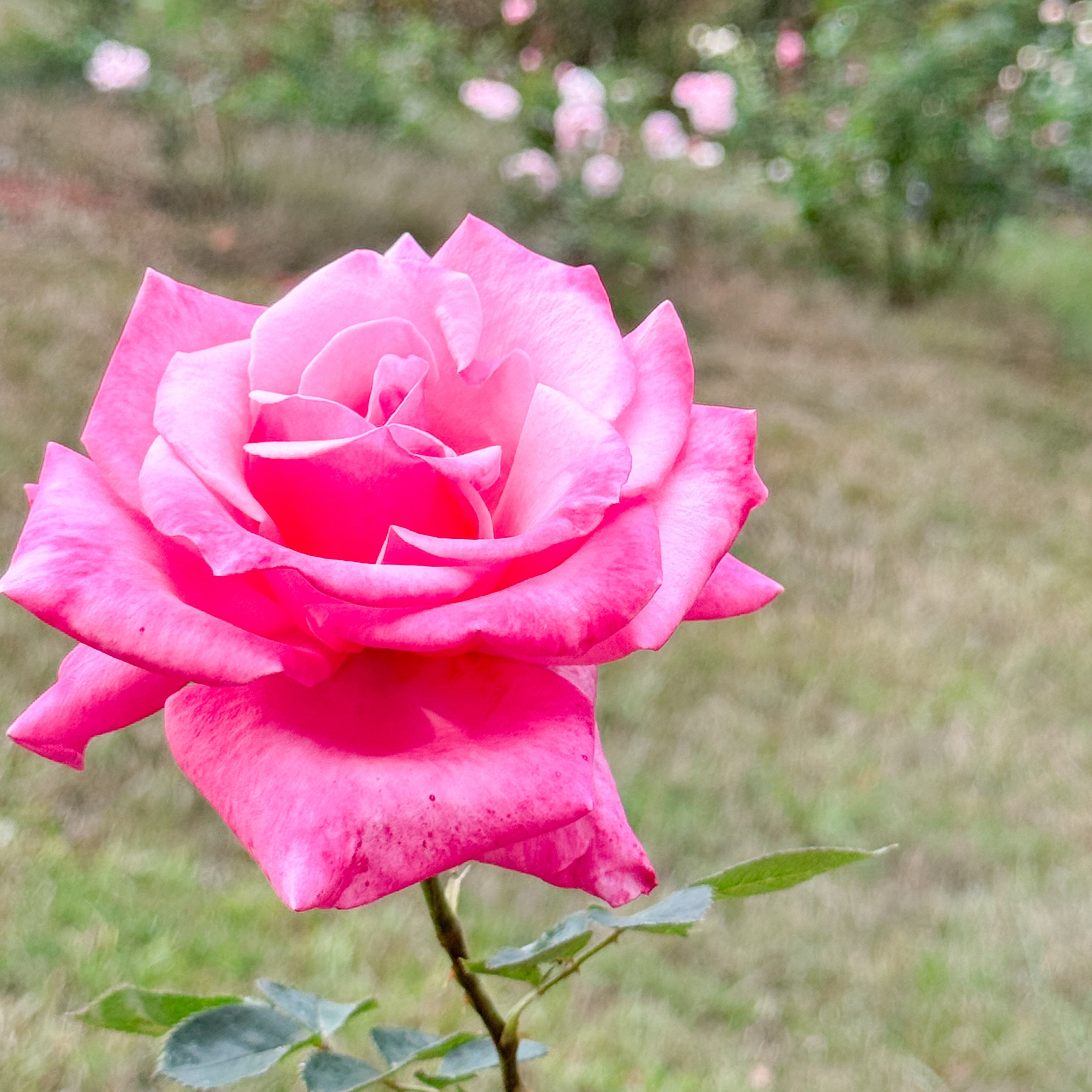 Pink rose in a garden with blurred background