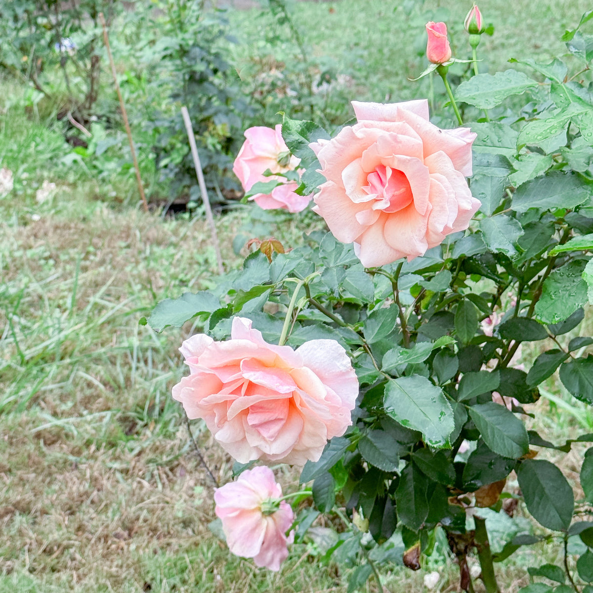 Mother of Pearl® Bare Root Rose Bush