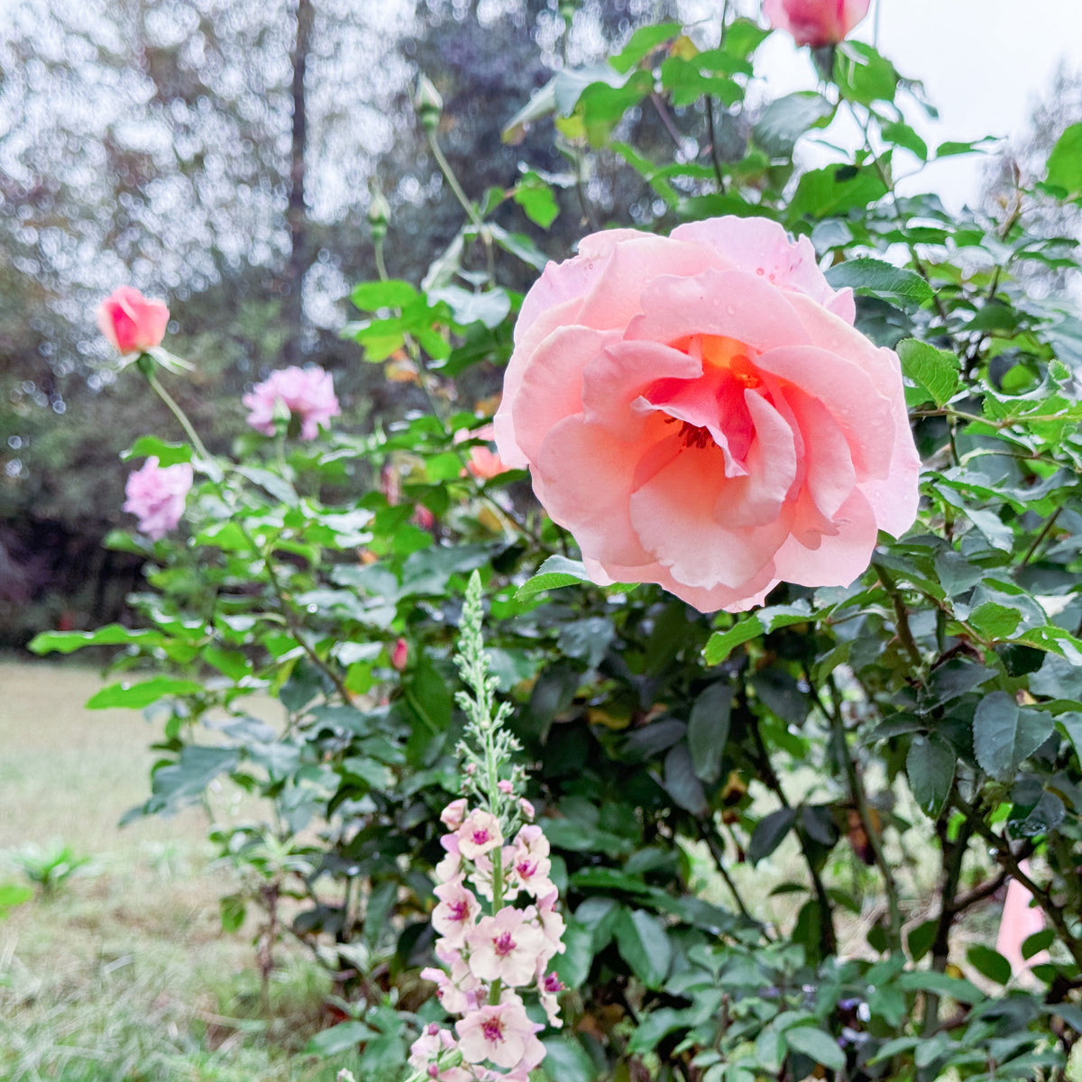 Mother of Pearl® Bare Root Rose Bush