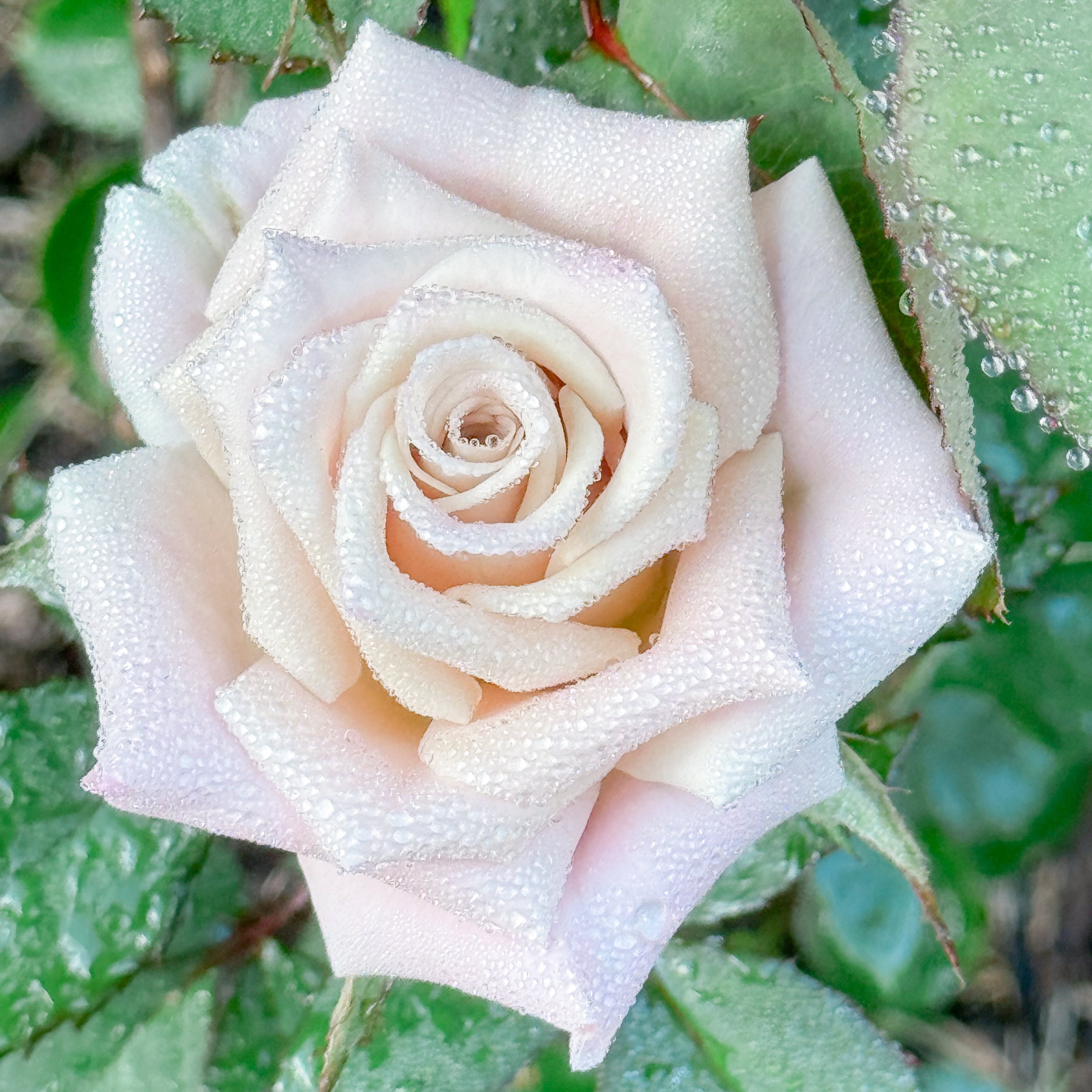 Menta™ Potted Rose Bush