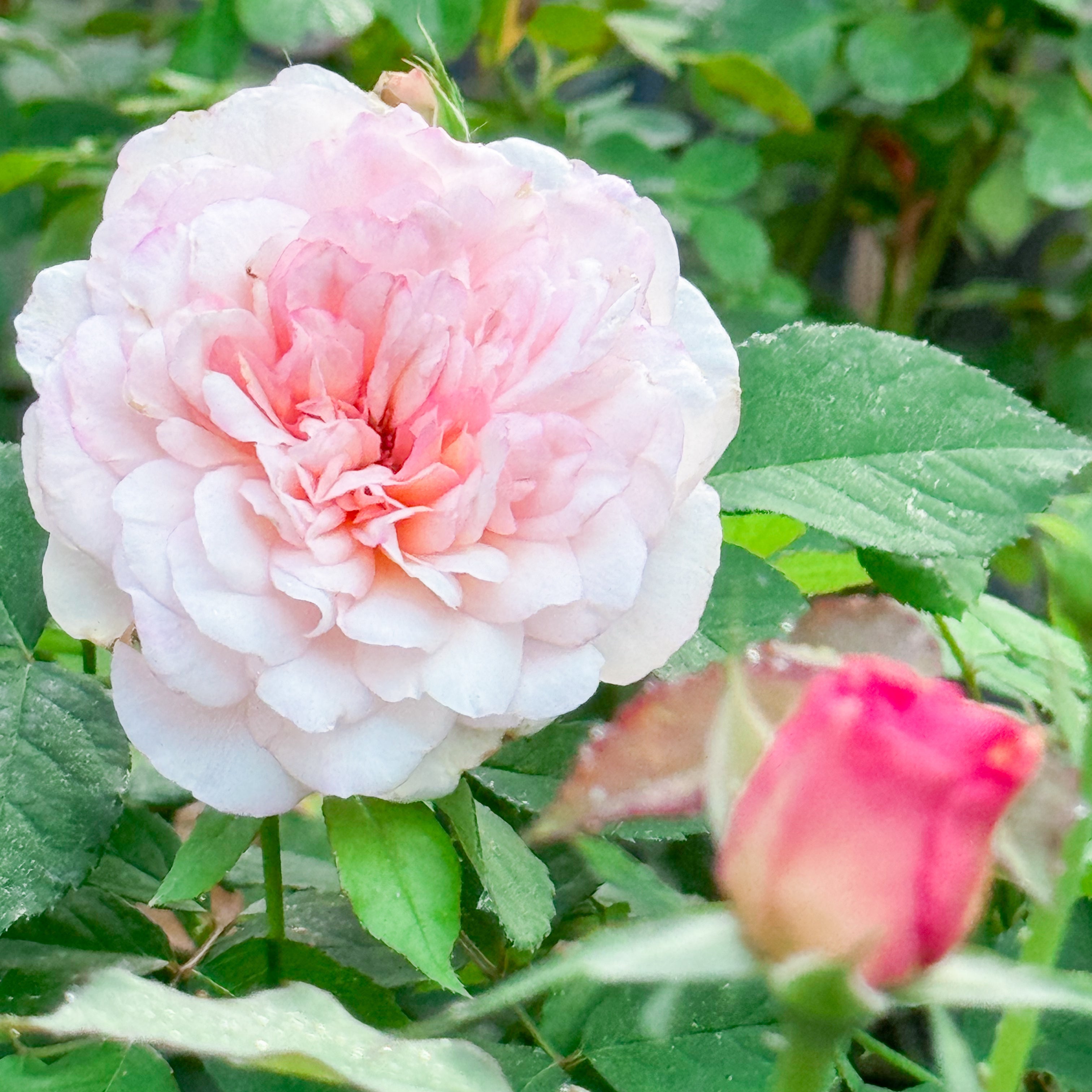 Gruss an Aachen Potted Rose Bush