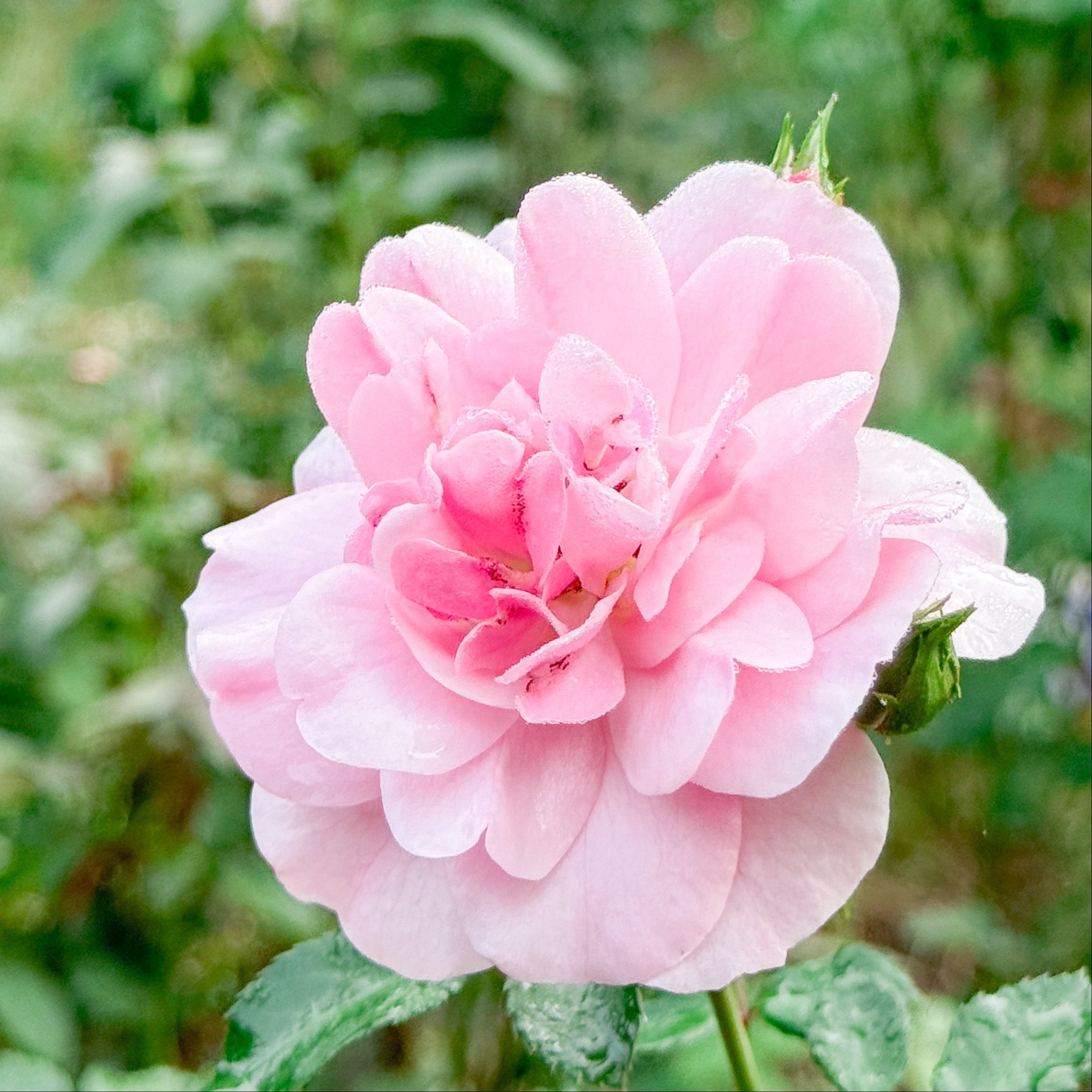 Close-up of a pink flower with a blurred green background