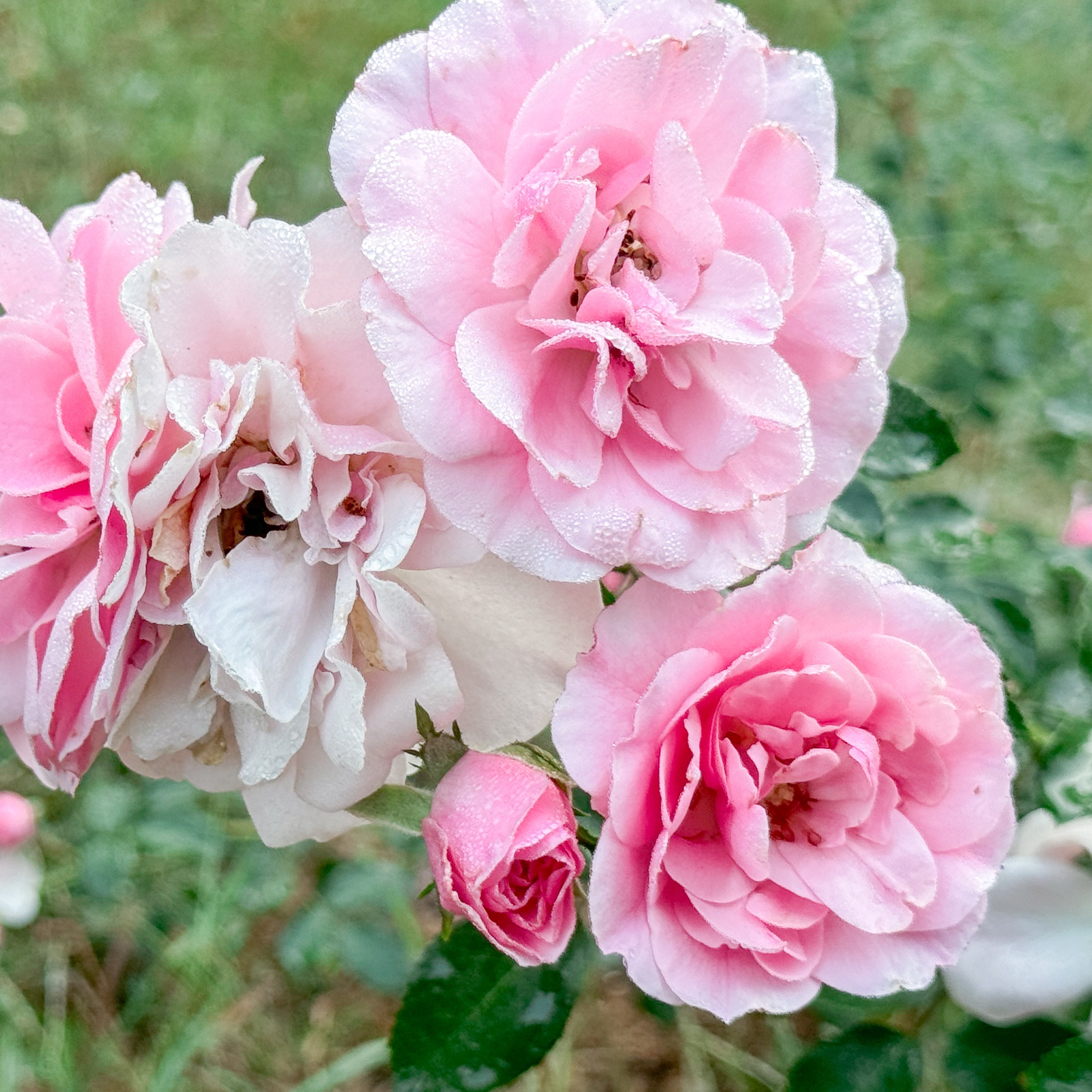 Close-up of pink and white flowers with green foliage in the background