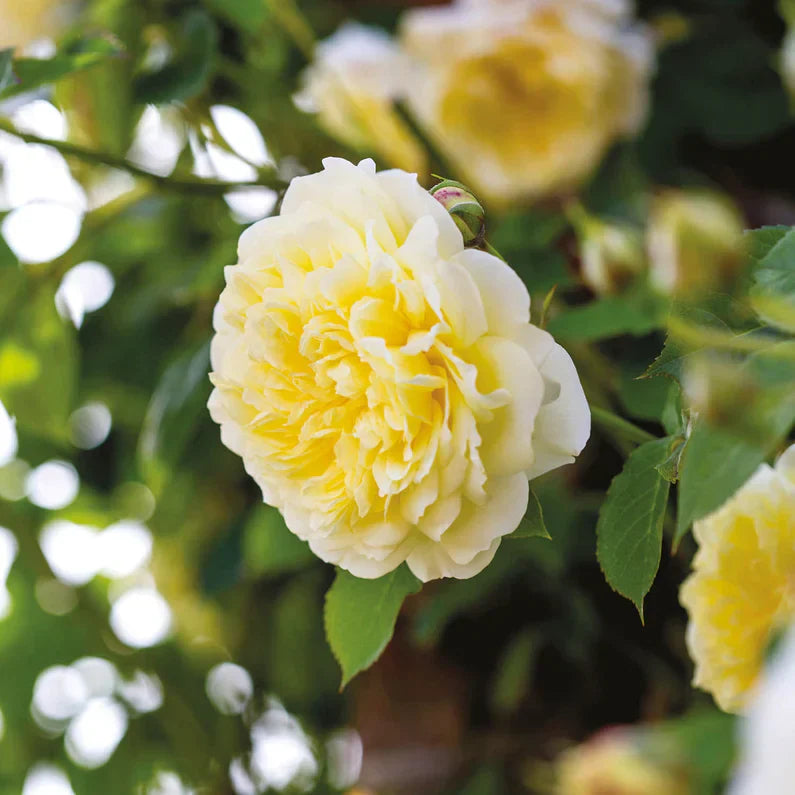 David Austin® The Pilgrim® Potted Climbing Rose
