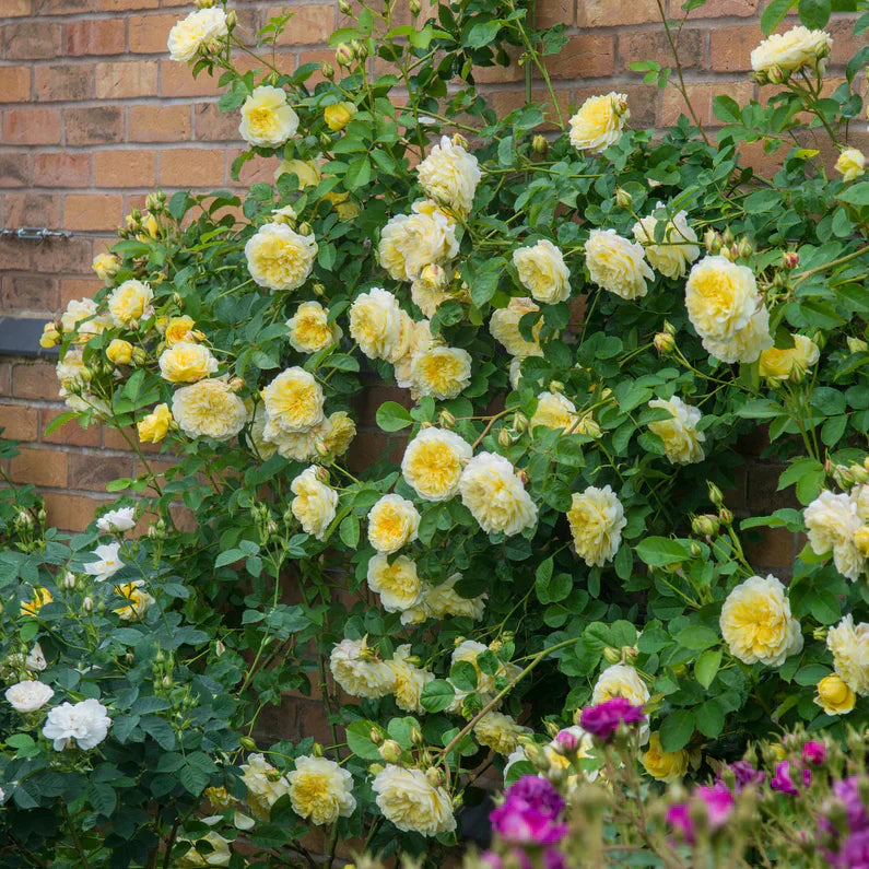 David Austin® The Pilgrim® Potted Climbing Rose