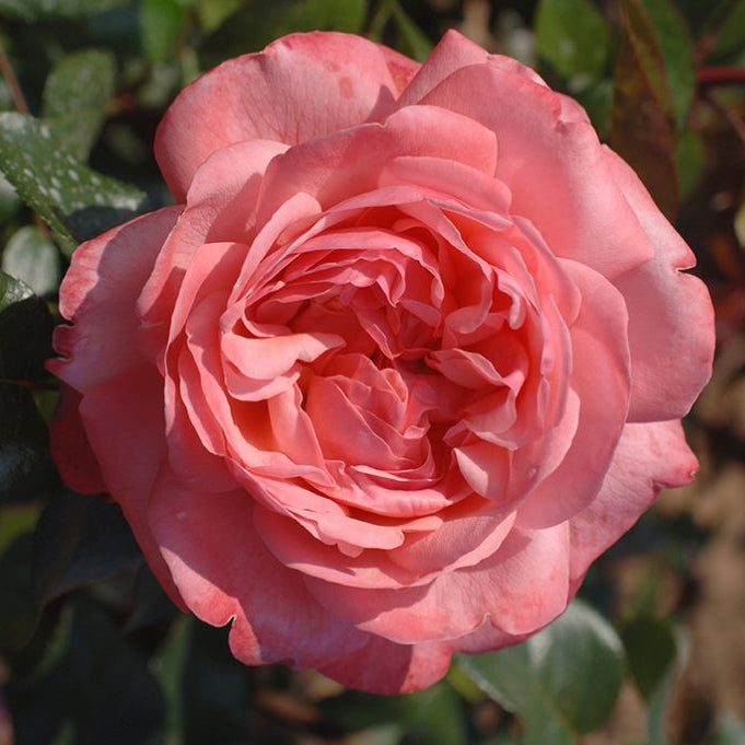 Pink Flamingo™ Bare Root Tree Rose