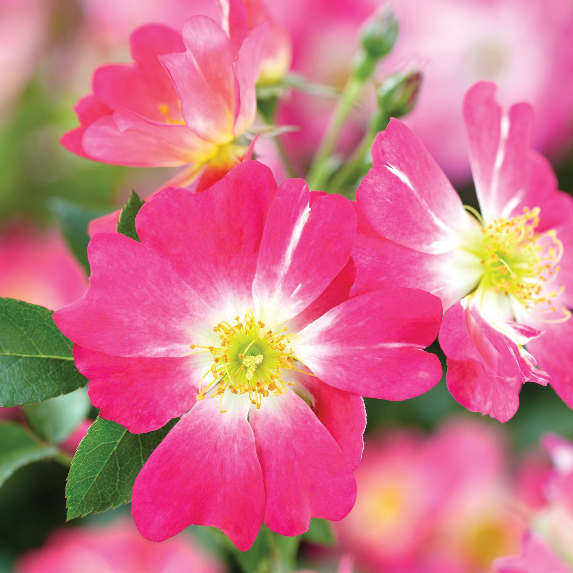 Pink Drift® Bare Root Tree Rose
