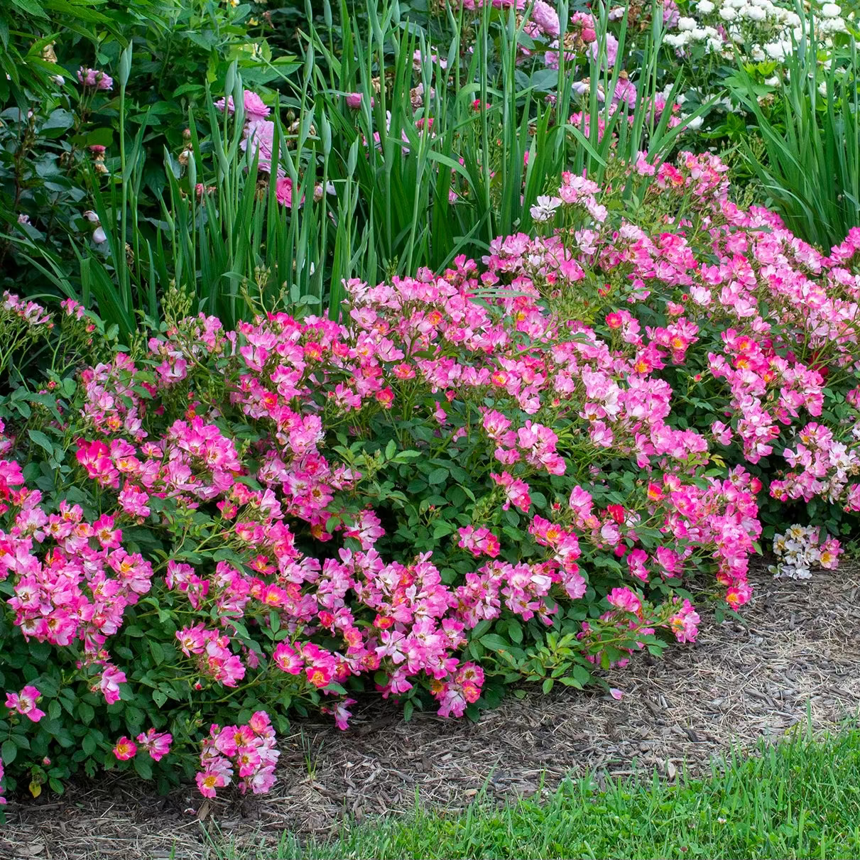 Pink Drift® Bare Root Tree Rose