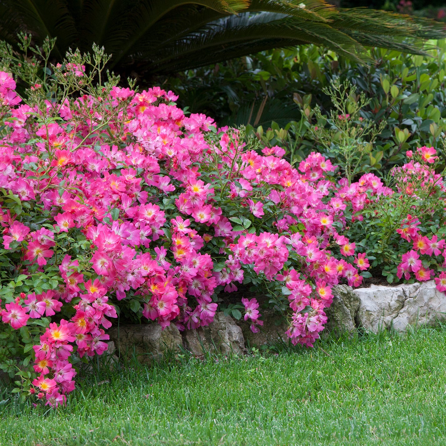 Ribbons of Roses™ Bundles of Bare Root Roses - Pink Drift® - Pack of 10