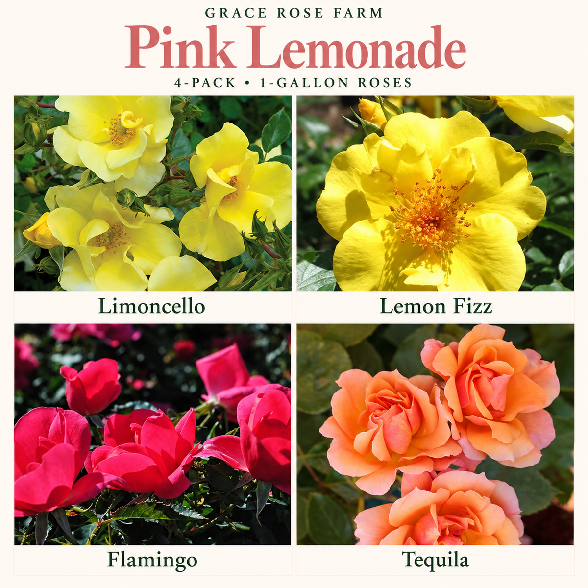 PINK LEMONADE 4 Pack - Limoncello™, Lemon Fizz™, Flamingo™ & Tequila™