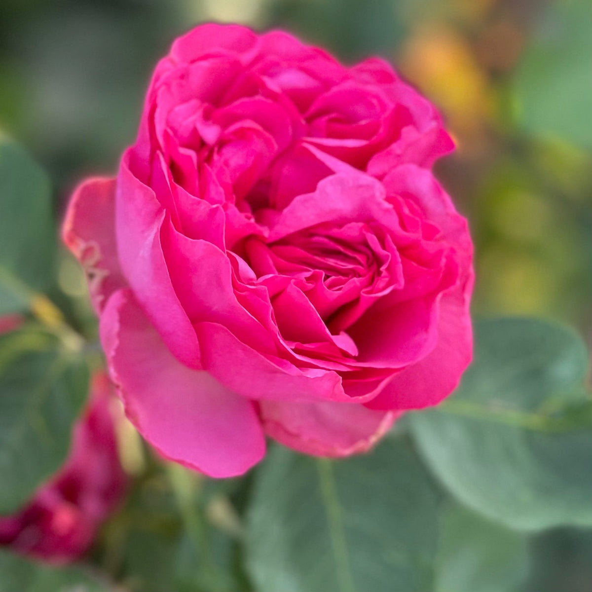 Traviata® Pink Potted Rose Bush