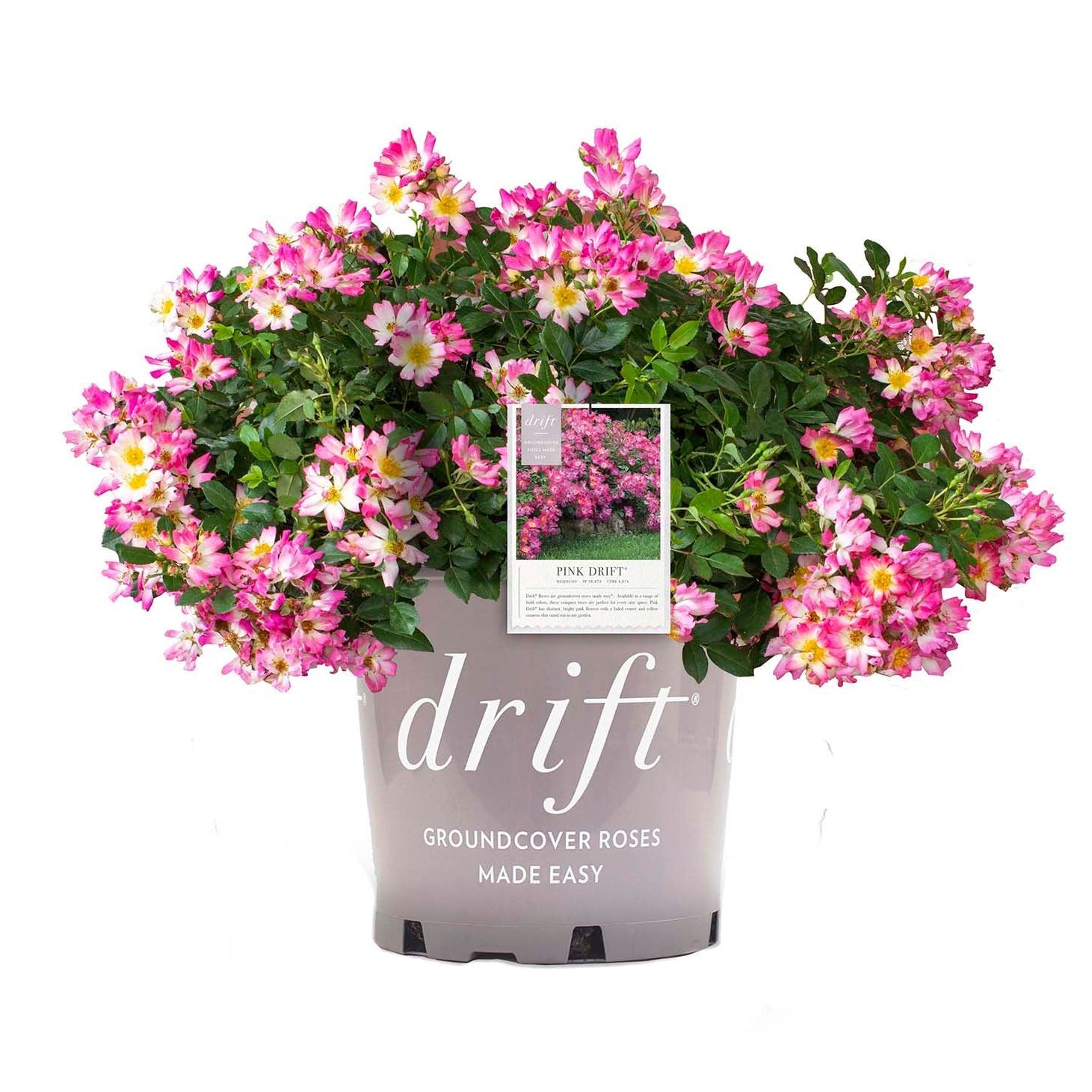 Pink Drift® Bare Root Rose Bush