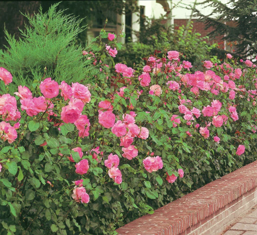 Ribbons of Roses™ Bundles of Bare Root Roses - Pink Freedom™ - Pack of 10