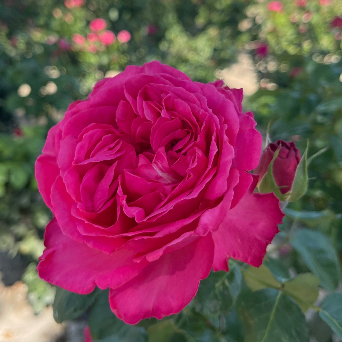 Traviata® Pink Potted Rose Bush