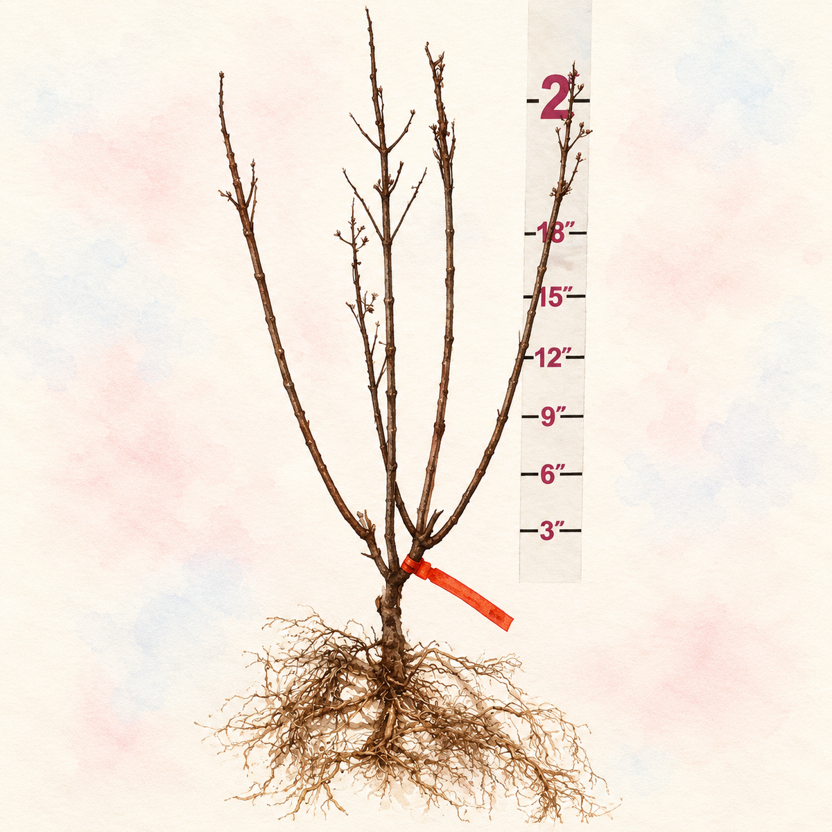 Proven Winners® Pinky Winky® Panicle Hydrangea Bare Root Hydrangea Bush