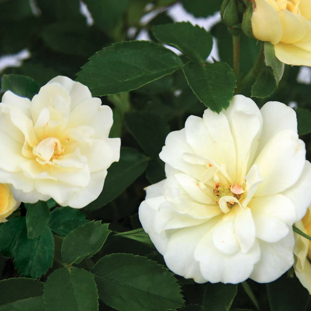 Popcorn Drift® Potted Rose Bush