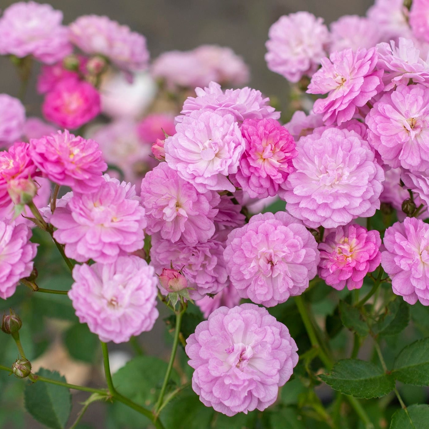 Pretty Polly® Lavender Bare Root Rose Bush