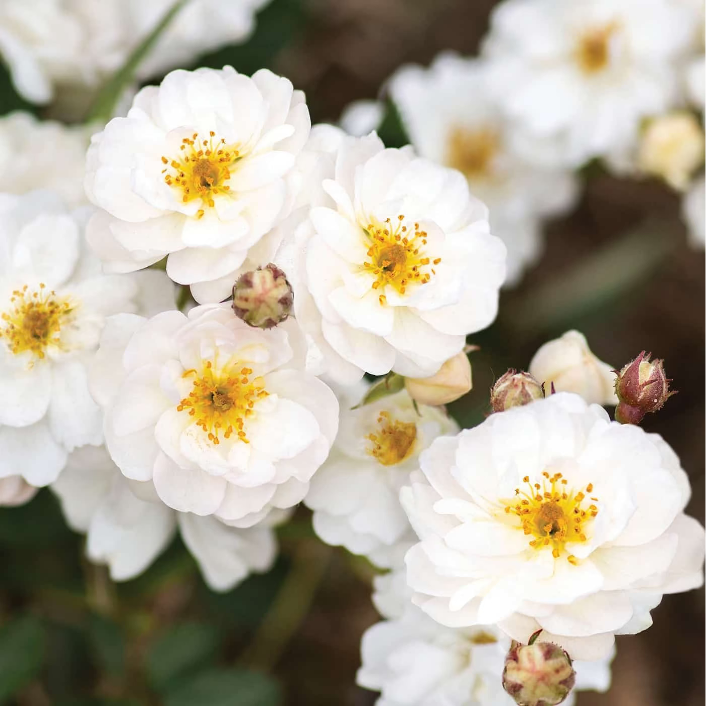 Pretty Polly® White Bare Root Rose Bush