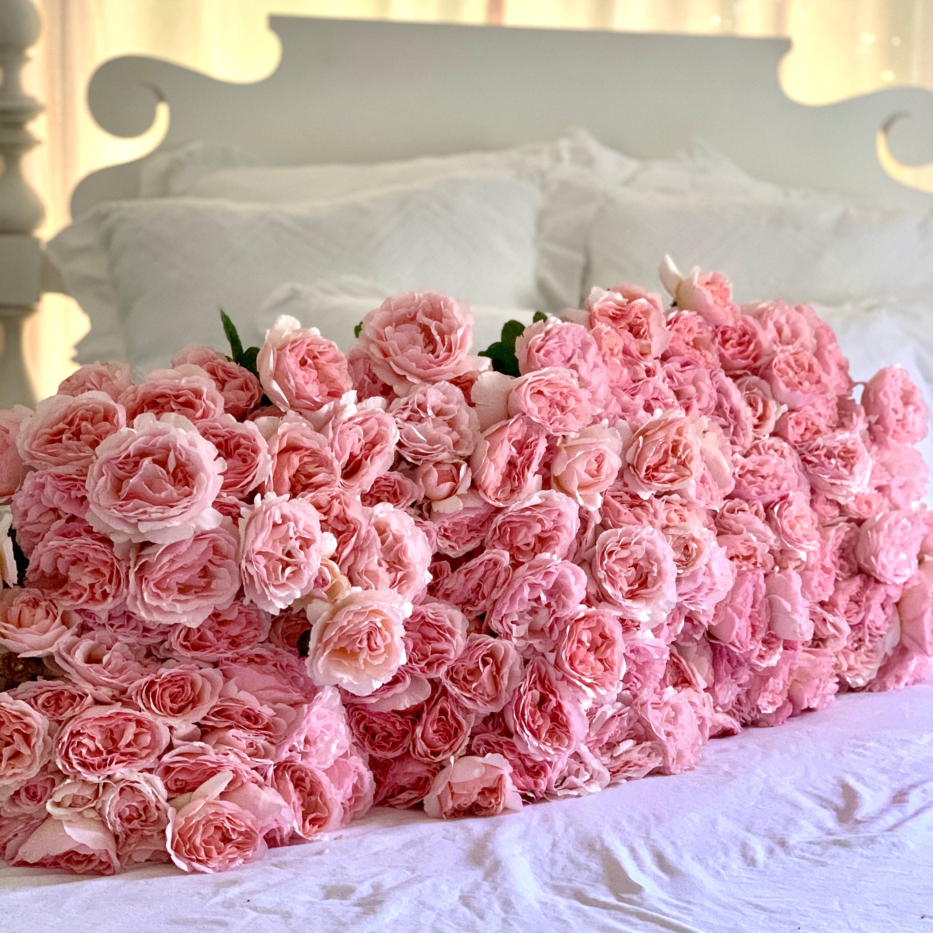 Princesse Charlene de Monaco® Potted Climbing Rose