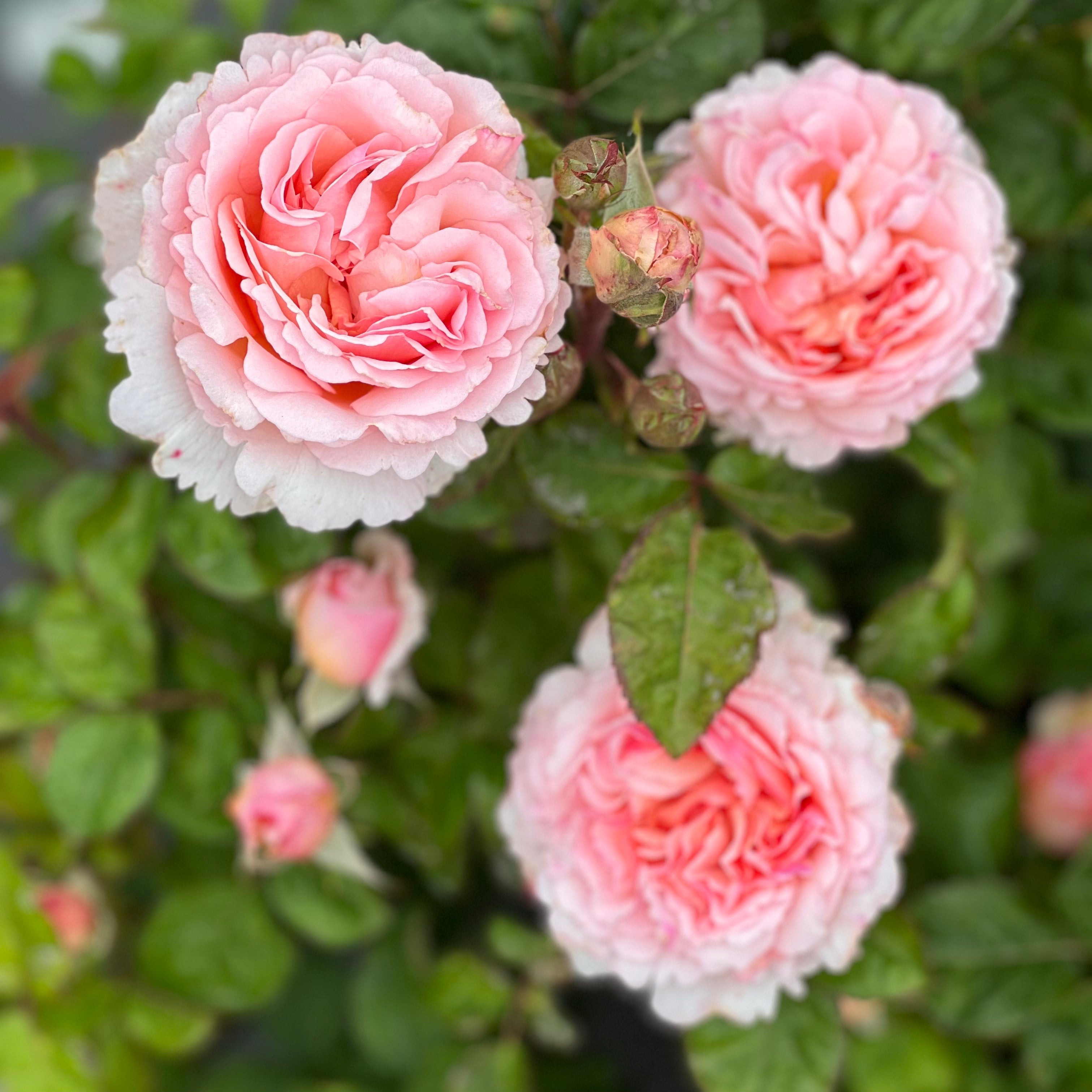 Princesse Charlene de Monaco® Bare Root Rose Bush
