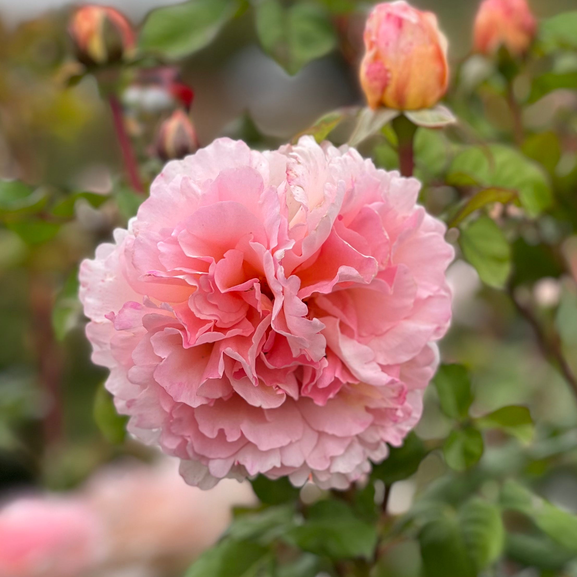Princesse Charlene de Monaco™ Gardener's Bundle of 6 Bare Root Roses