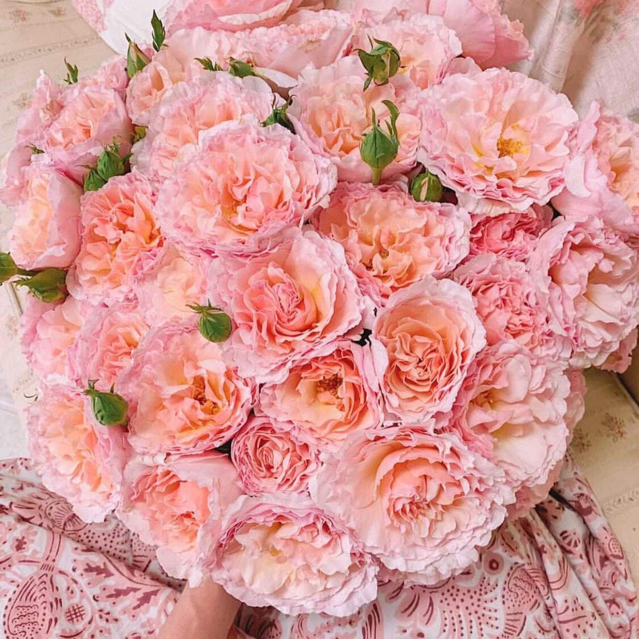 Princesse Charlene de Monaco® Bare Root Rose Bush