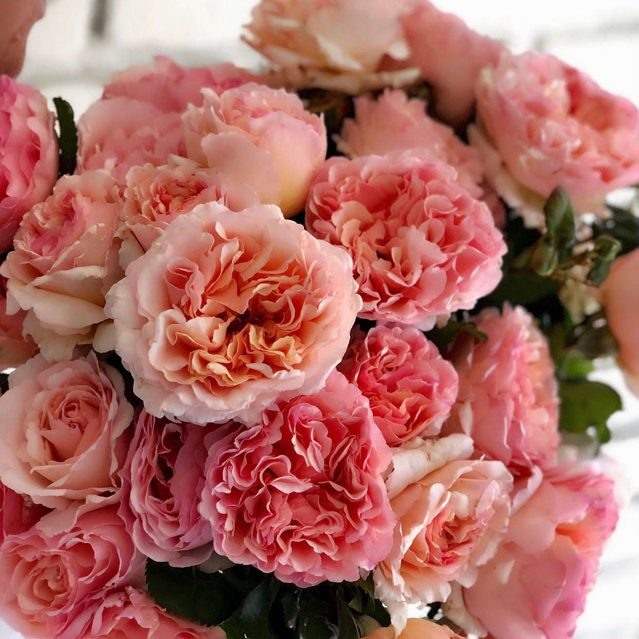 Princesse Charlene de Monaco® Bare Root Rose Bush