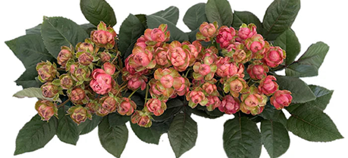 Princess Pinku Spray Rose Special Bouquet