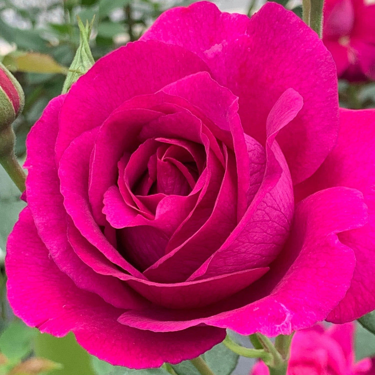 Close-up of a vibrant pink rose with green leaves in the background