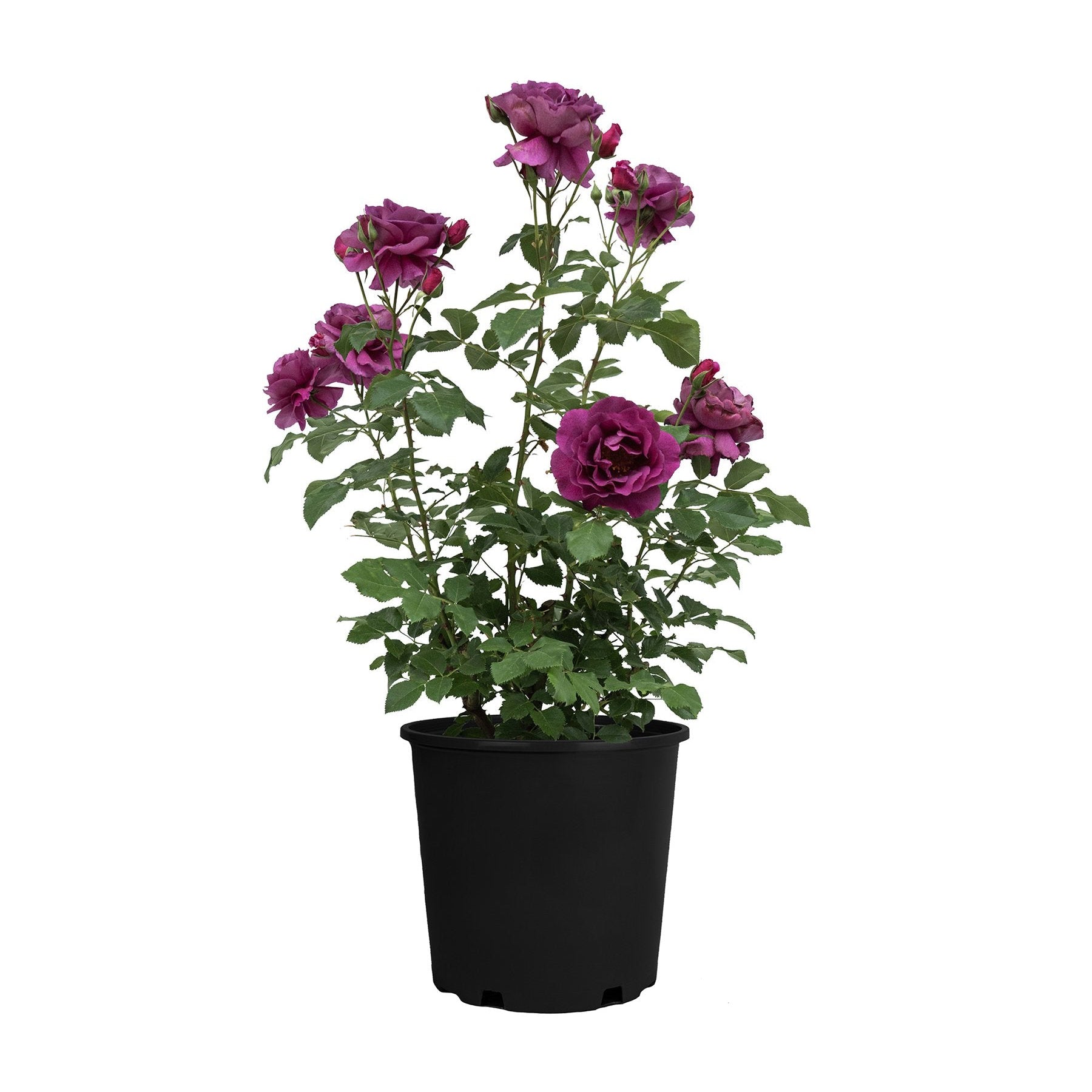 Purple Aura Bare Root Rose Bush