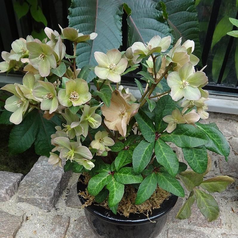 Hellebore FrostKiss® Molly's White Potted Lenten Rose Plant