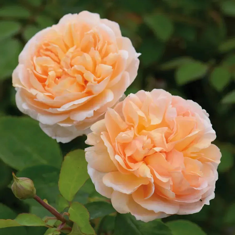 David Austin® The Lady Gardener® Potted Rose Bush