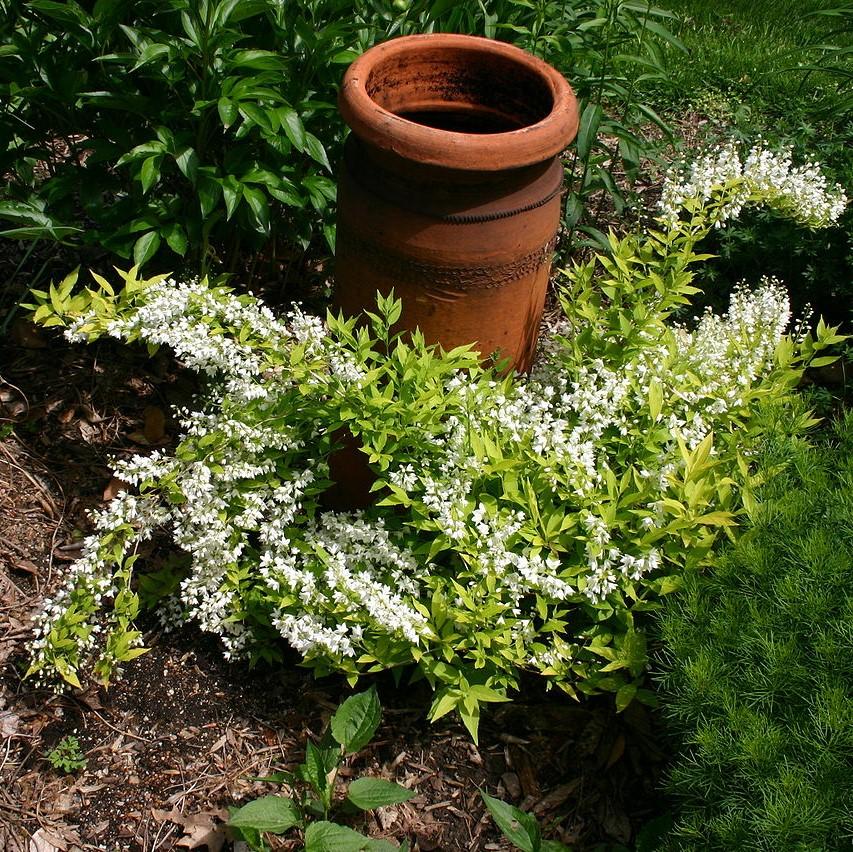 Proven Winners® Deutzia Chardonnay Pearls® Potted Deutzia Bush