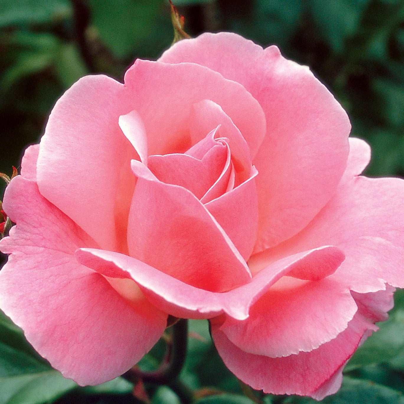 Queen Elizabeth Potted Rose Bush