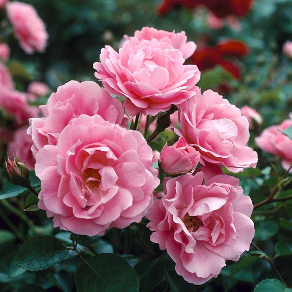 Elinor’s Grace® Garden Color Stories™ Bundle of 3 Bare Root Roses