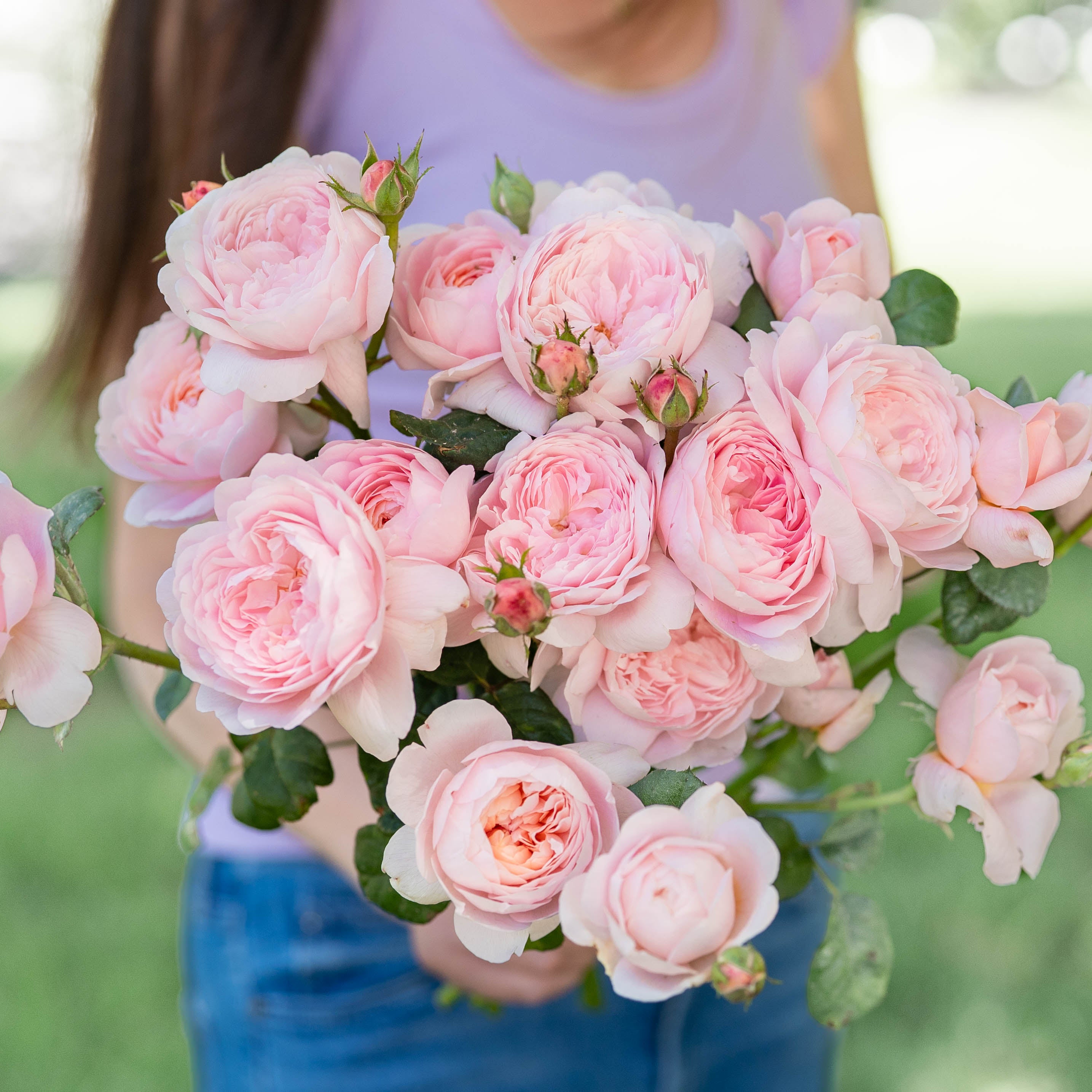 David Austin® Queen of Sweden® Potted Rose Bush