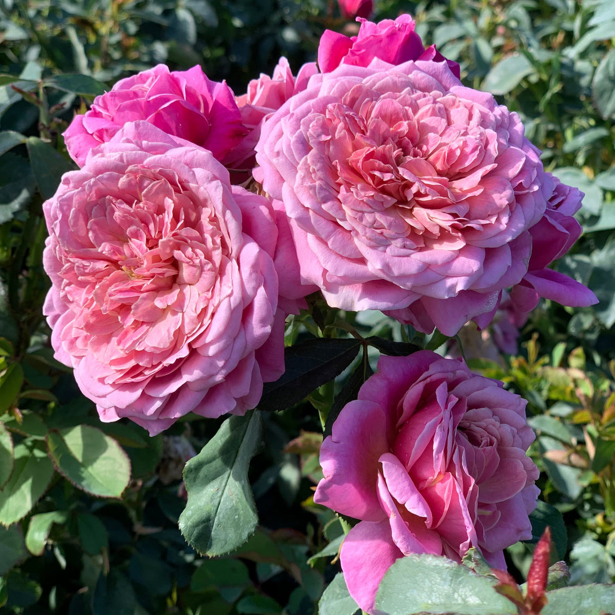 Queen of Elegance™ Bare Root Rose Bush