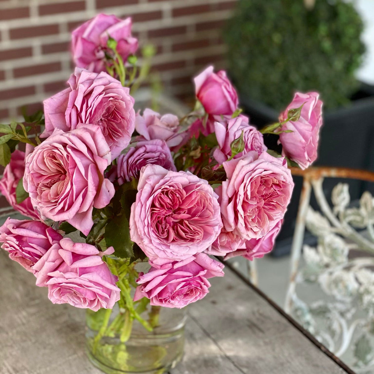 Queen of Elegance™ Bare Root Rose Bush