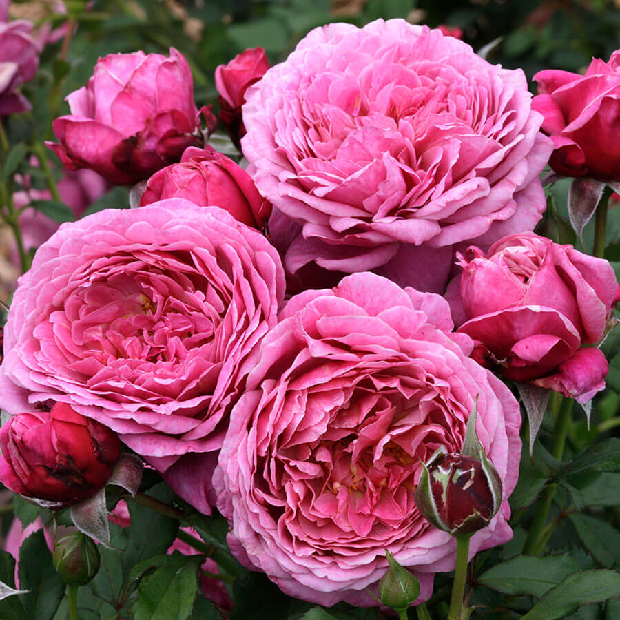 Queen of Elegance™ Bare Root Rose Bush