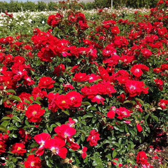 Red Ribbons Potted Rose Bush