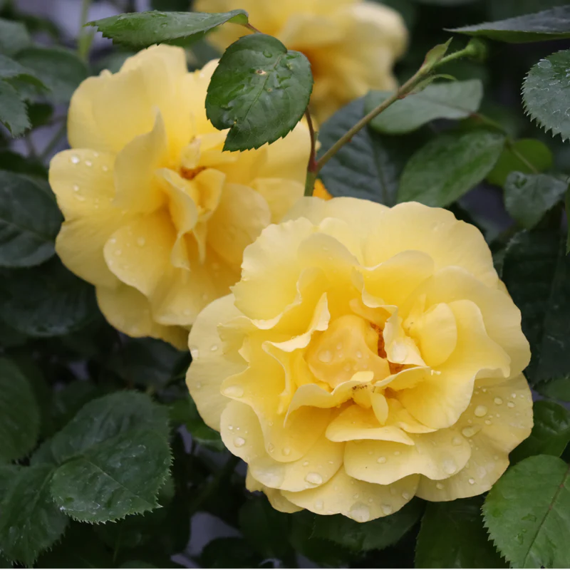 Proven Winners® Reminiscent® Yellow Potted Rose Bush