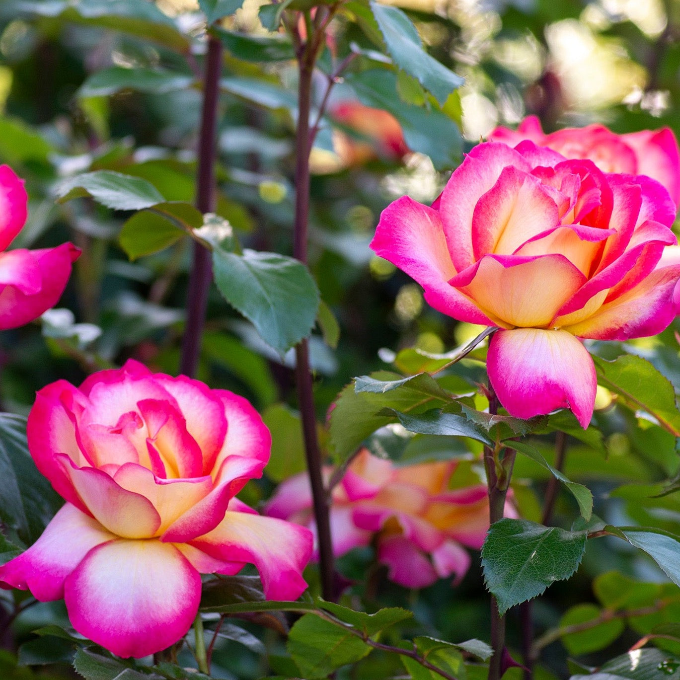 Rainbow Sorbet™ Potted Rose Bush
