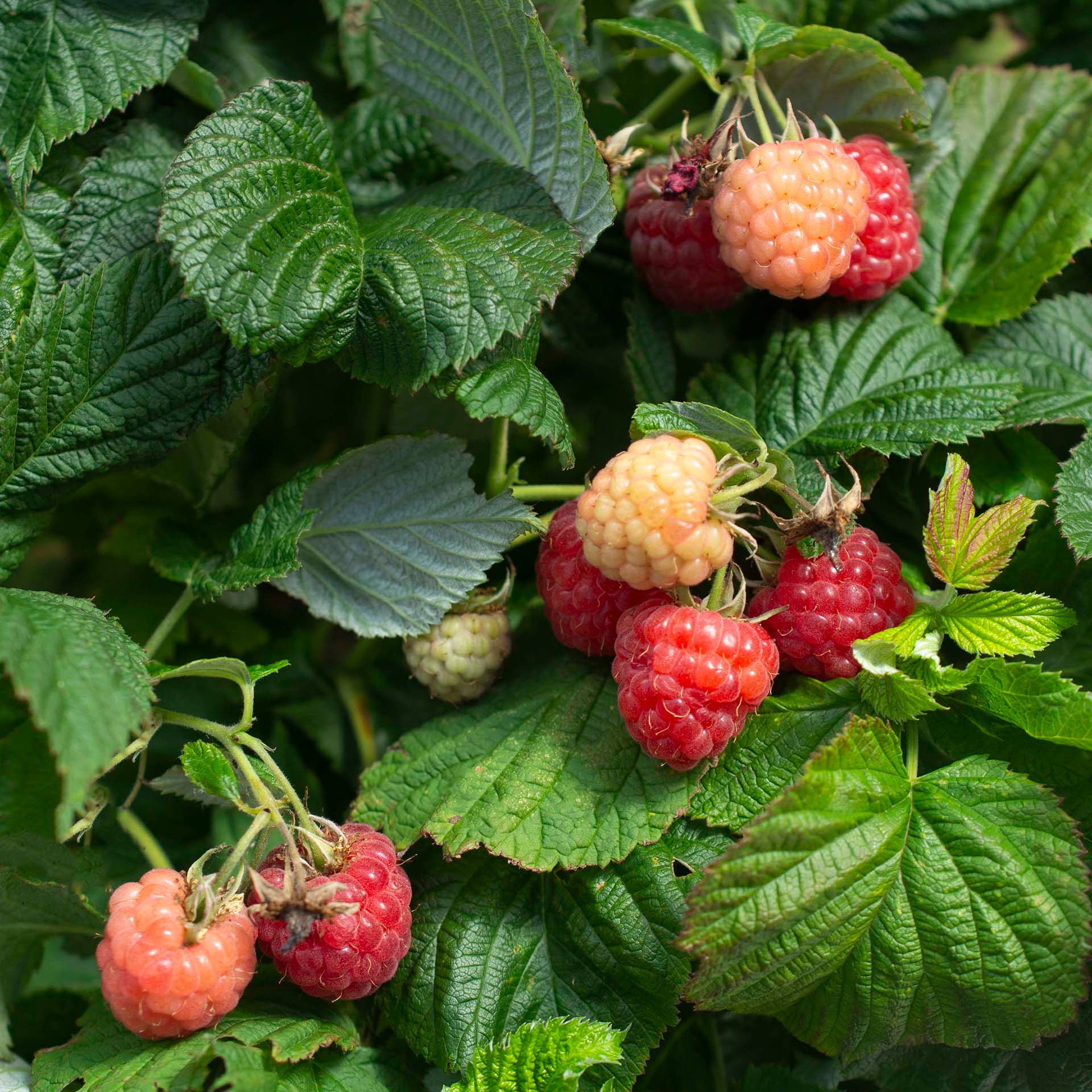Raspberry Bushel & BerryĀ® Raspberry ShortcakeĀ® Thornless Potted Raspberry Plant