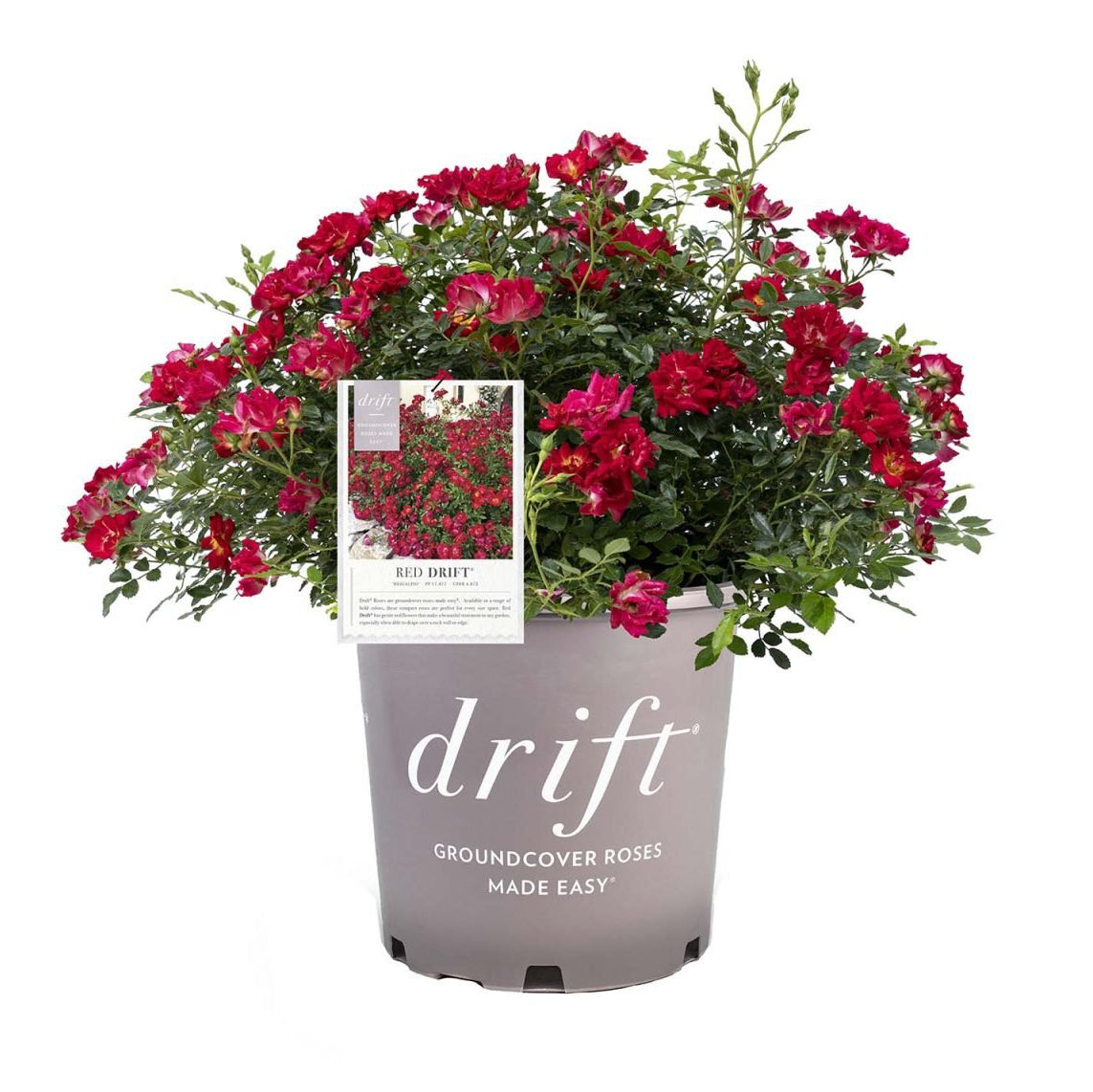Red Drift® Potted Rose Bush