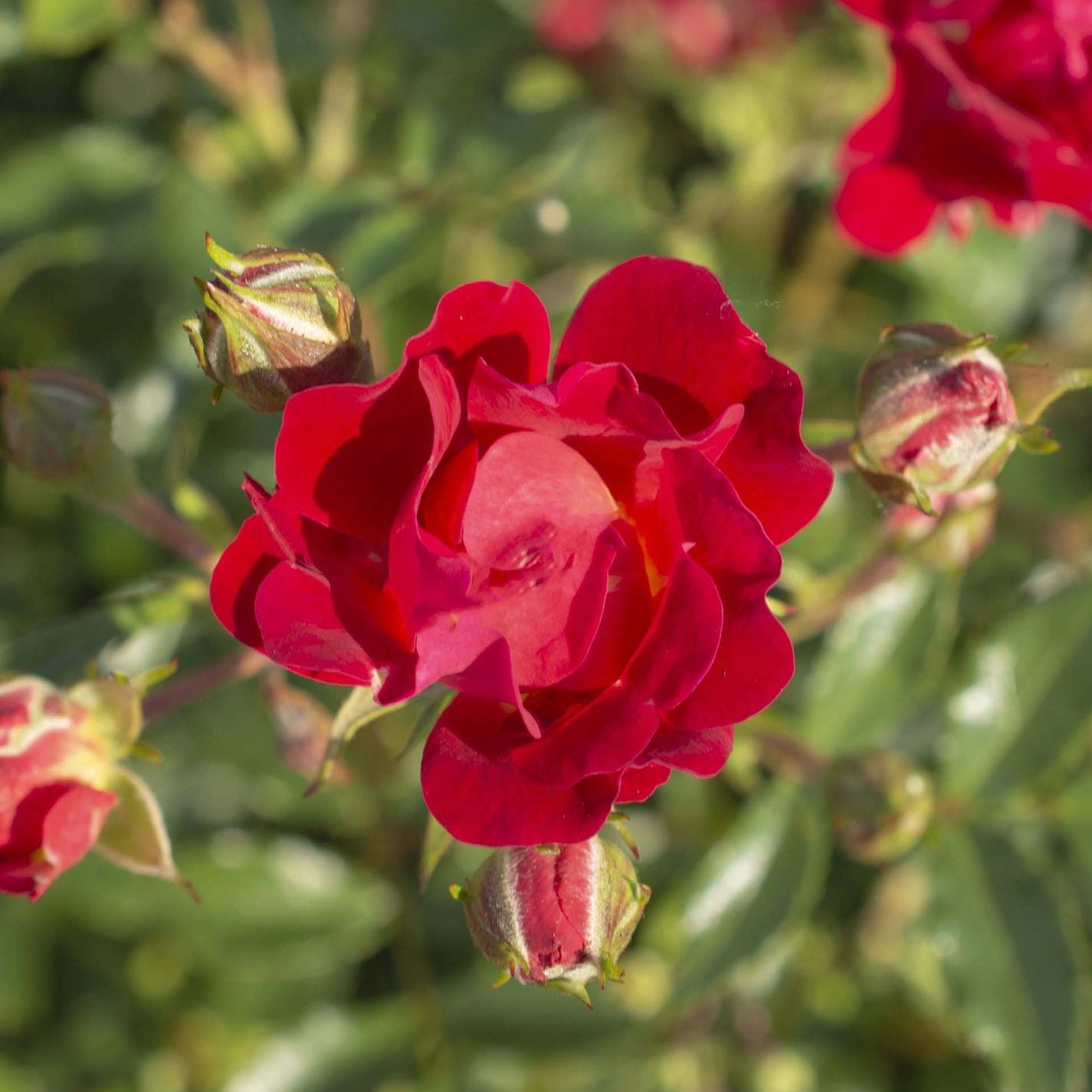 Red Drift® Bare Root Rose Bush