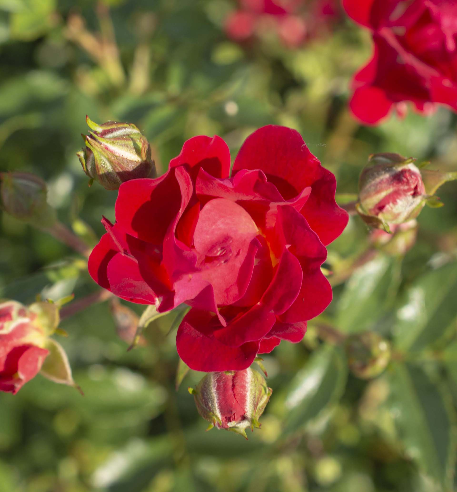 Ribbons of Roses™ Bundles of Bare Root Roses - Red Drift® - Pack of 10